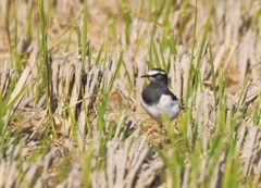 セグロセキレイ