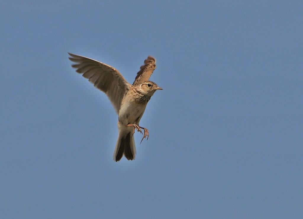 空中