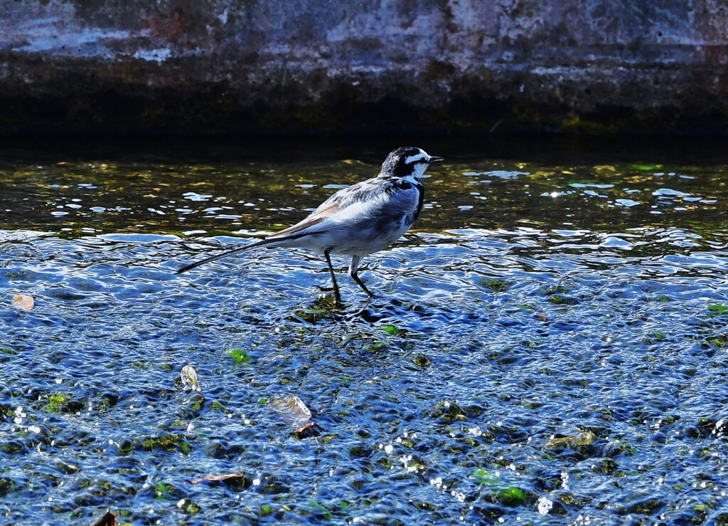 流れに立つ