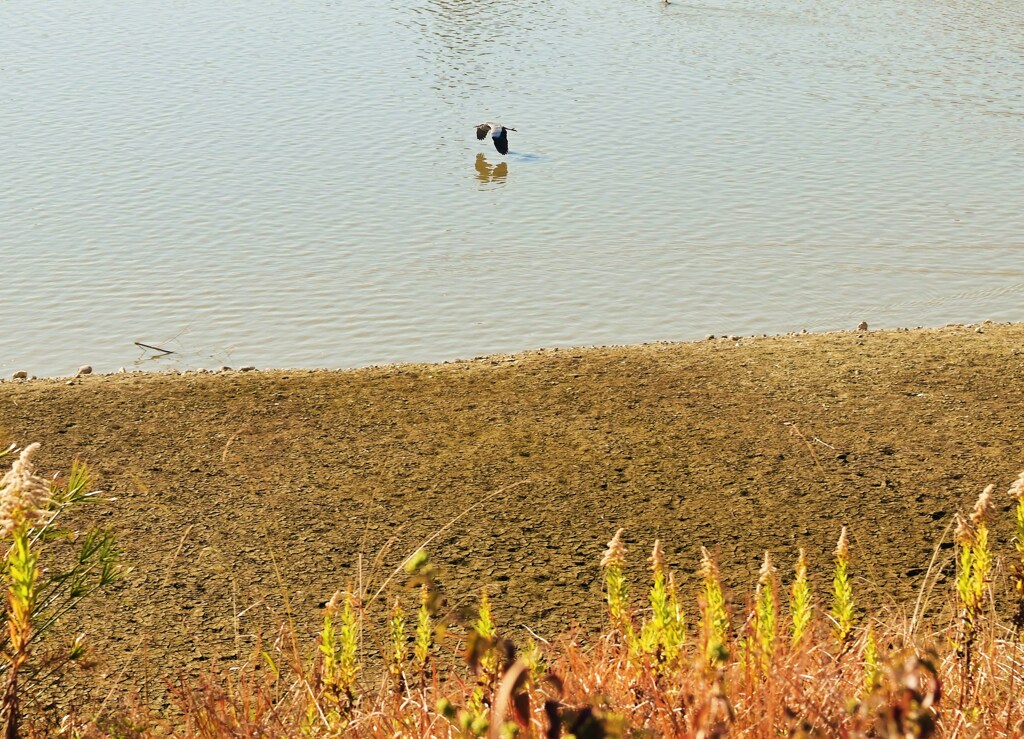 こうのとり来たる