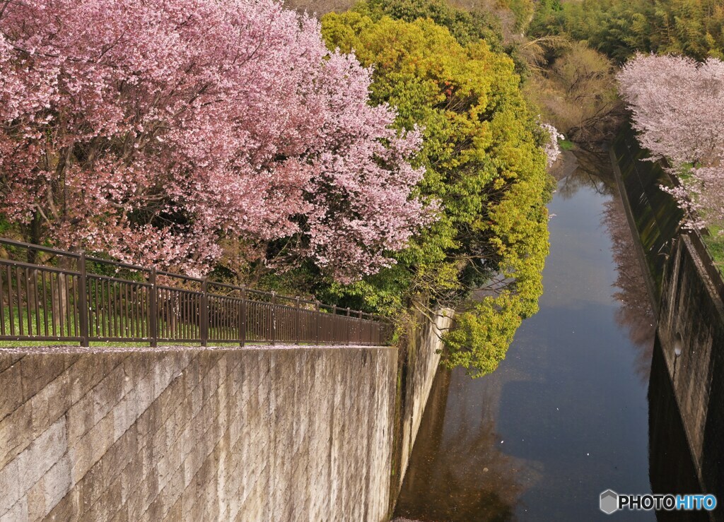 ダム池の桜