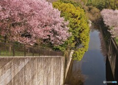 ダム池の桜