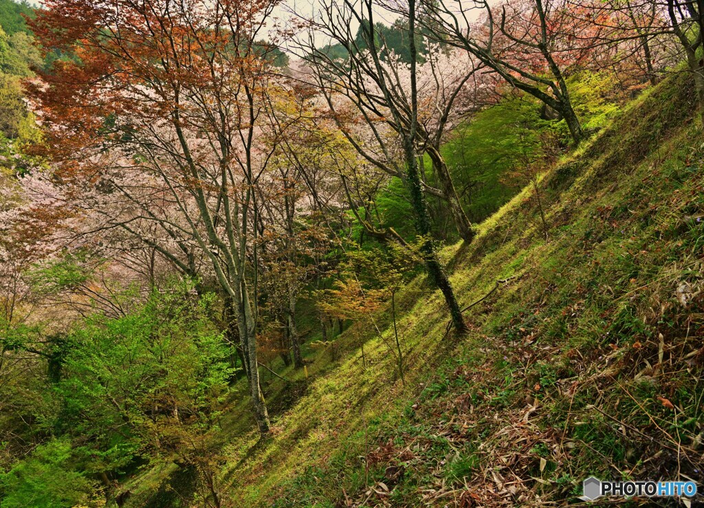 斜面に桜