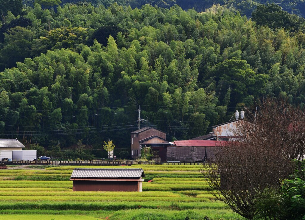 里山の森