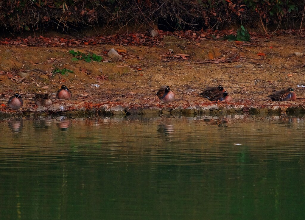 トモエガモ眠る