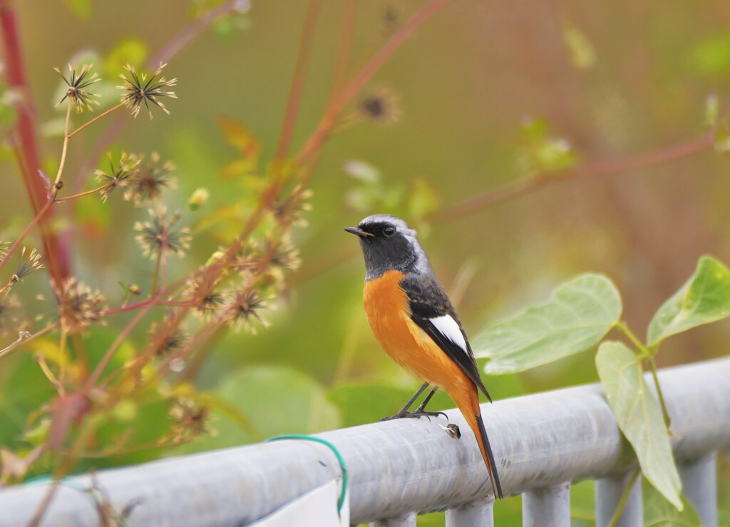 ジョウビタキ♂