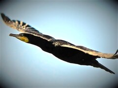 ブラックデビル