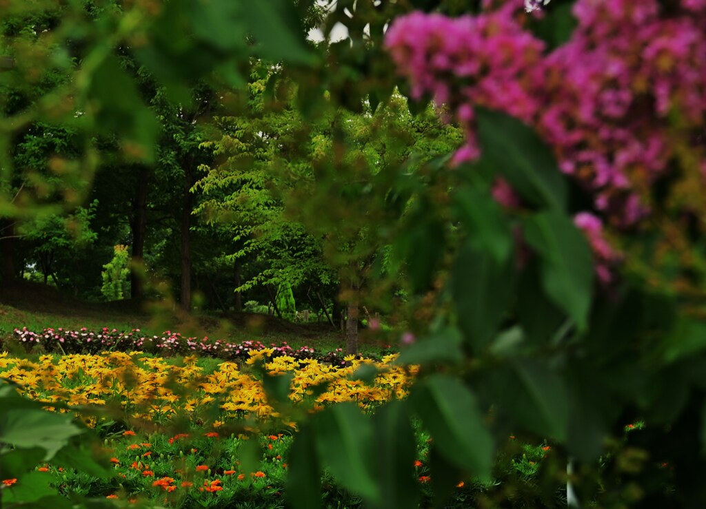 向こうの花畑