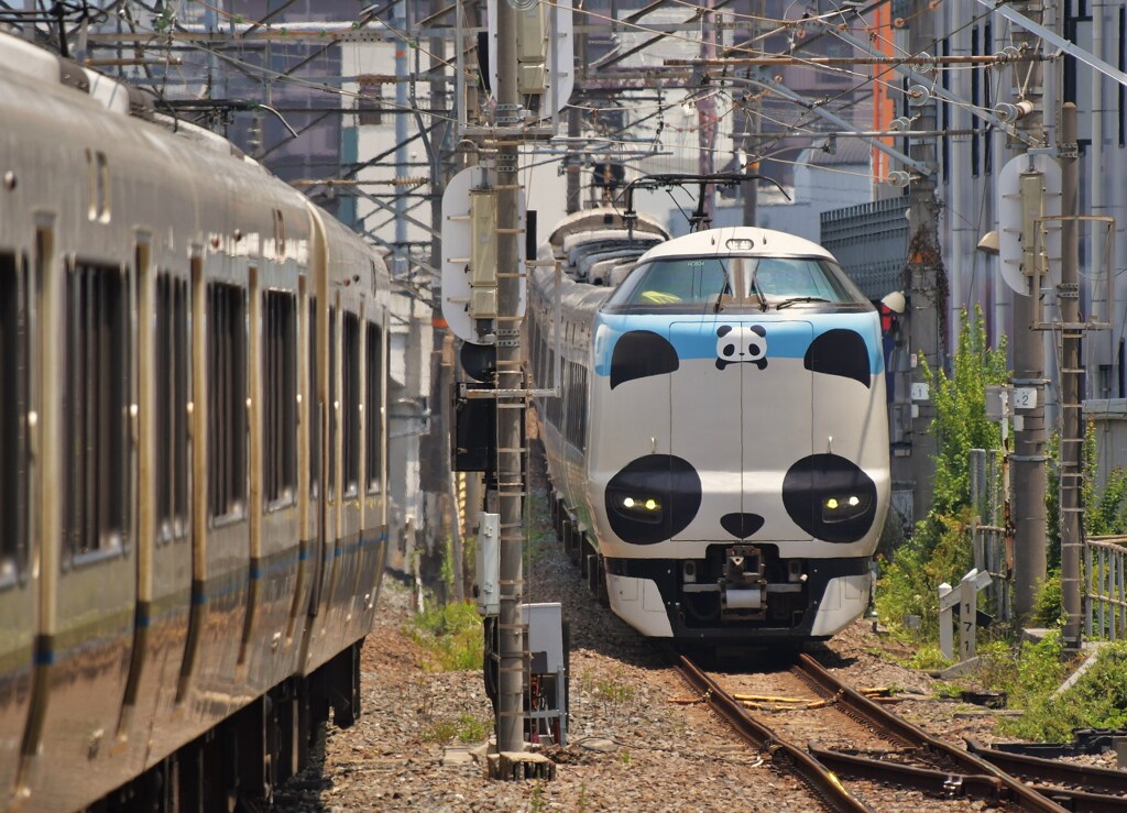 パンダくろしお