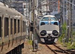 パンダくろしお