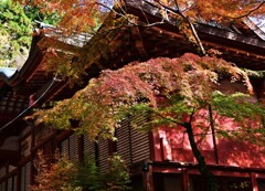 紅葉