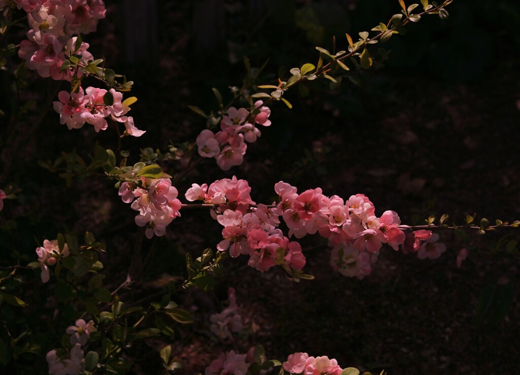 花と影