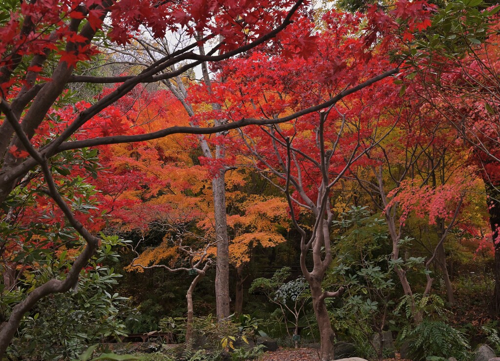 紅葉
