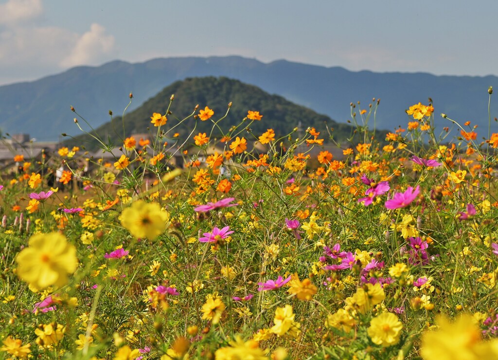 畝傍山