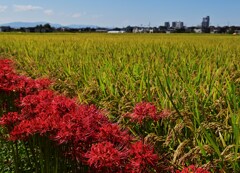 北野田