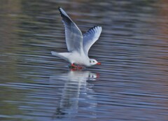 ユリカモメ