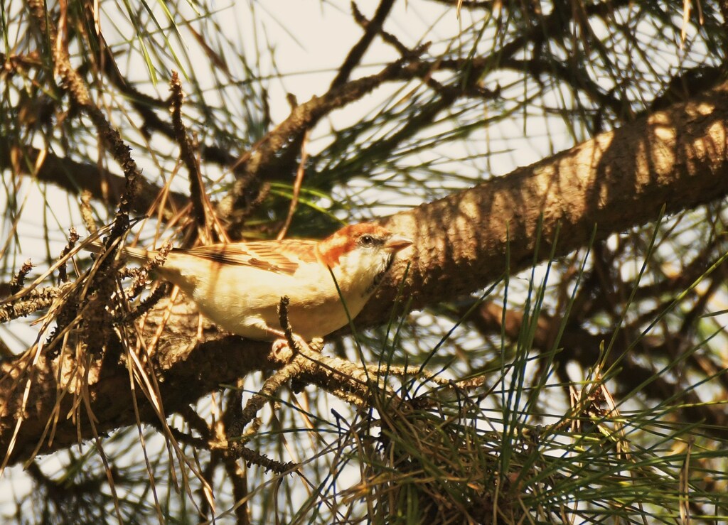 ニューナイスズメ