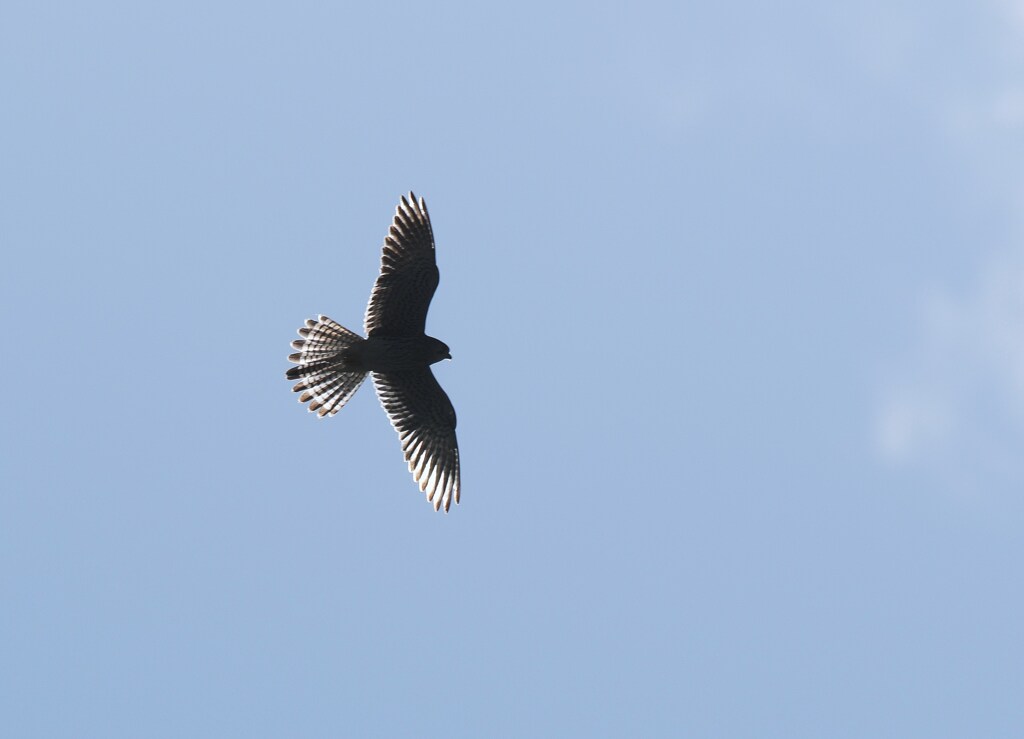 チョウゲンボウ