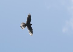 チョウゲンボウ