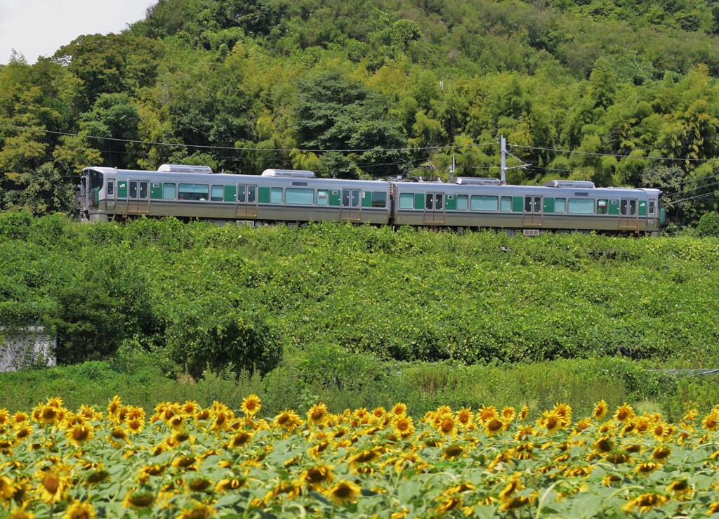 夏列車