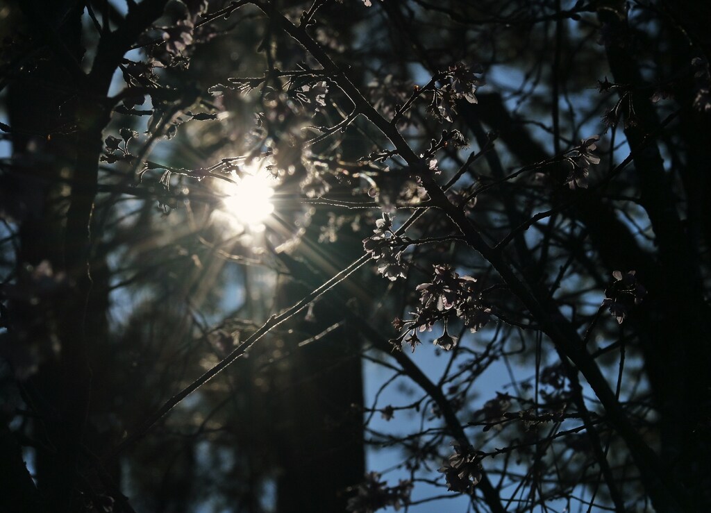 春の光