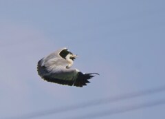 空中わざ