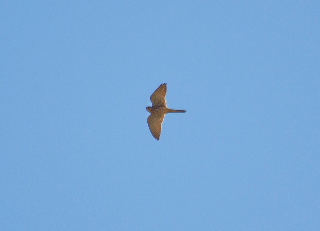 チョウゲンボウ