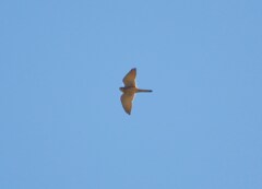 チョウゲンボウ