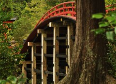 大木と橋