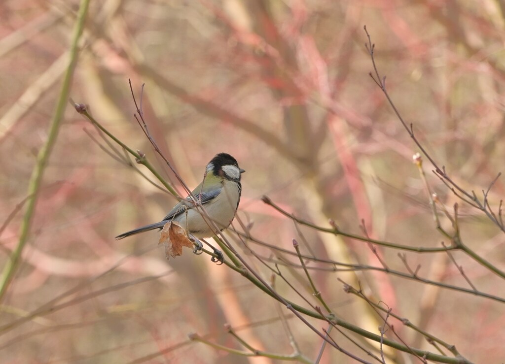 シジュウカラ