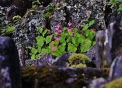 宿坊の草