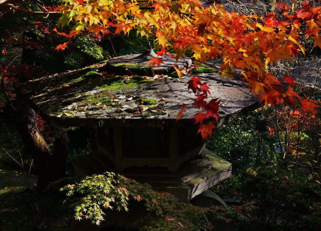 苔映え