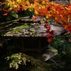 苔映え