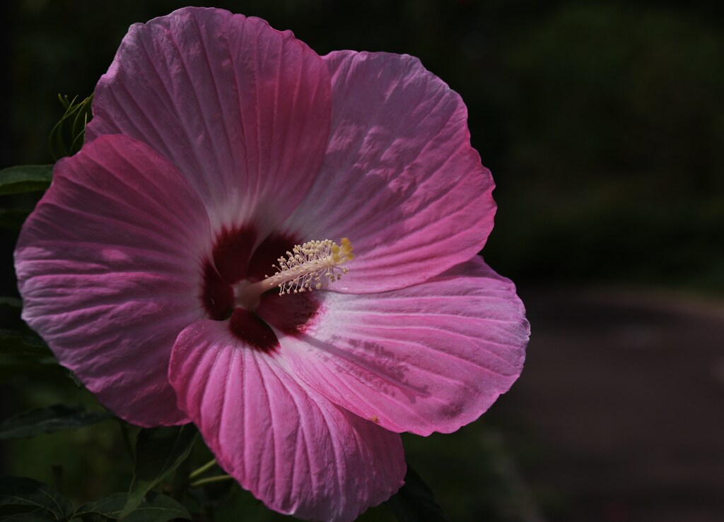 花芯美