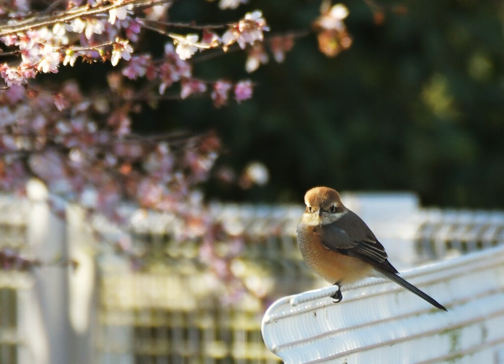 モズ