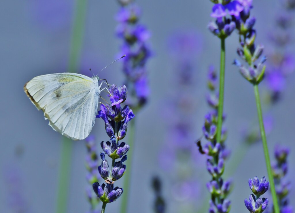 ホワイト＆ブルー