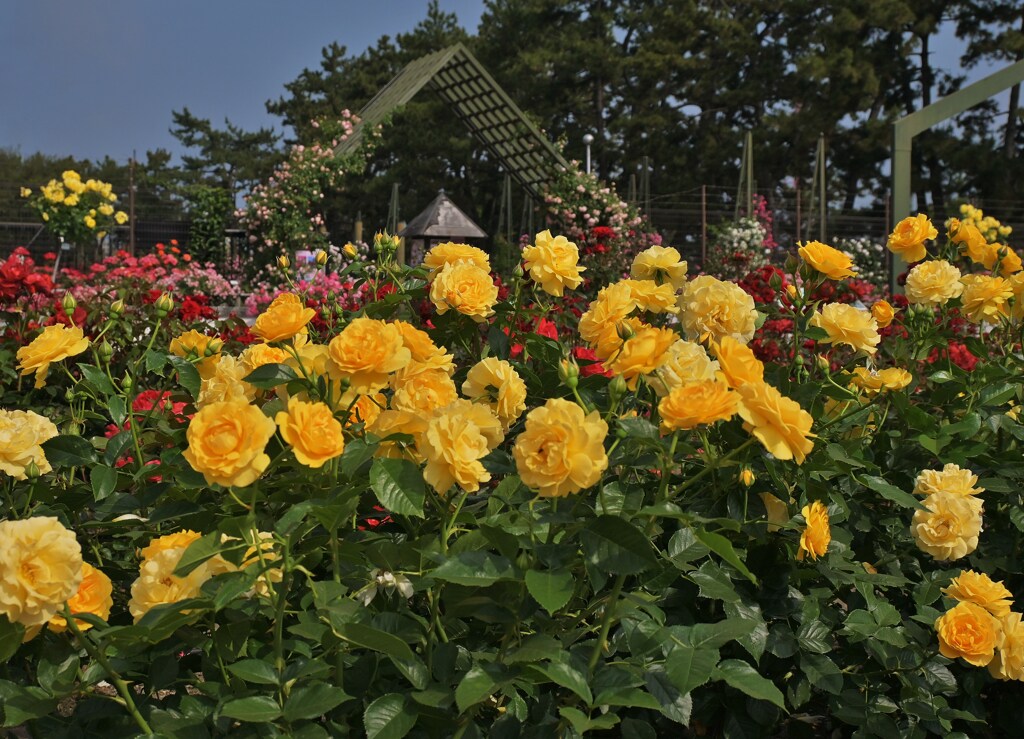 薔薇の色
