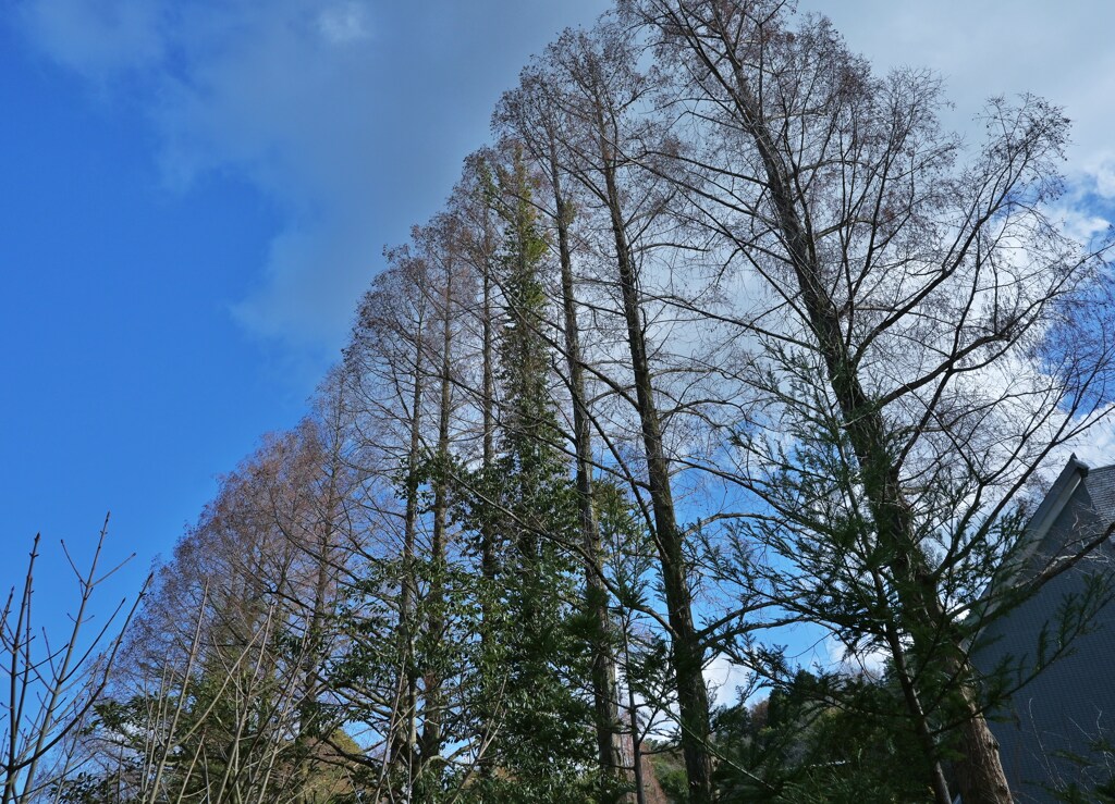林立