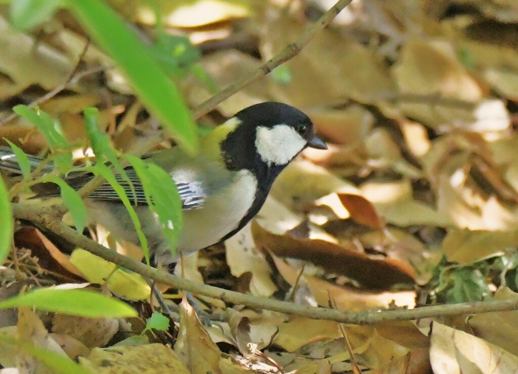 シジュウカラ
