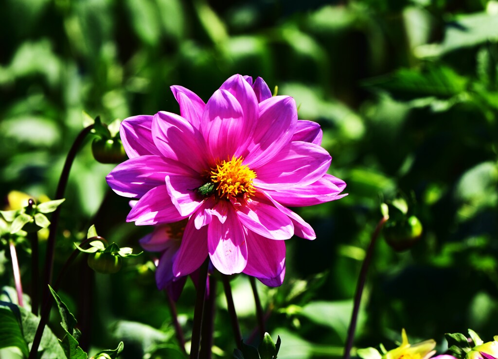 花隠