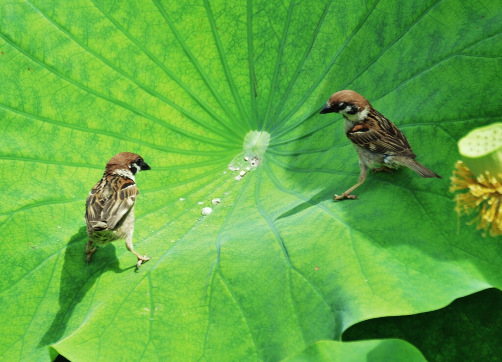 葉中