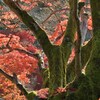 大木