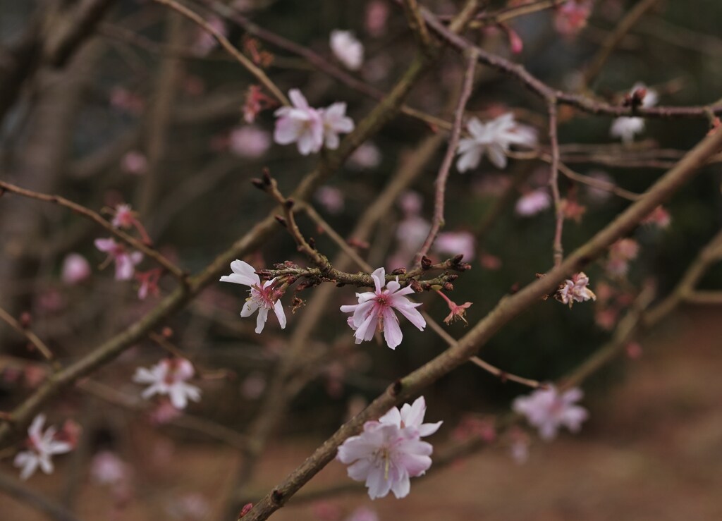 冬の桜