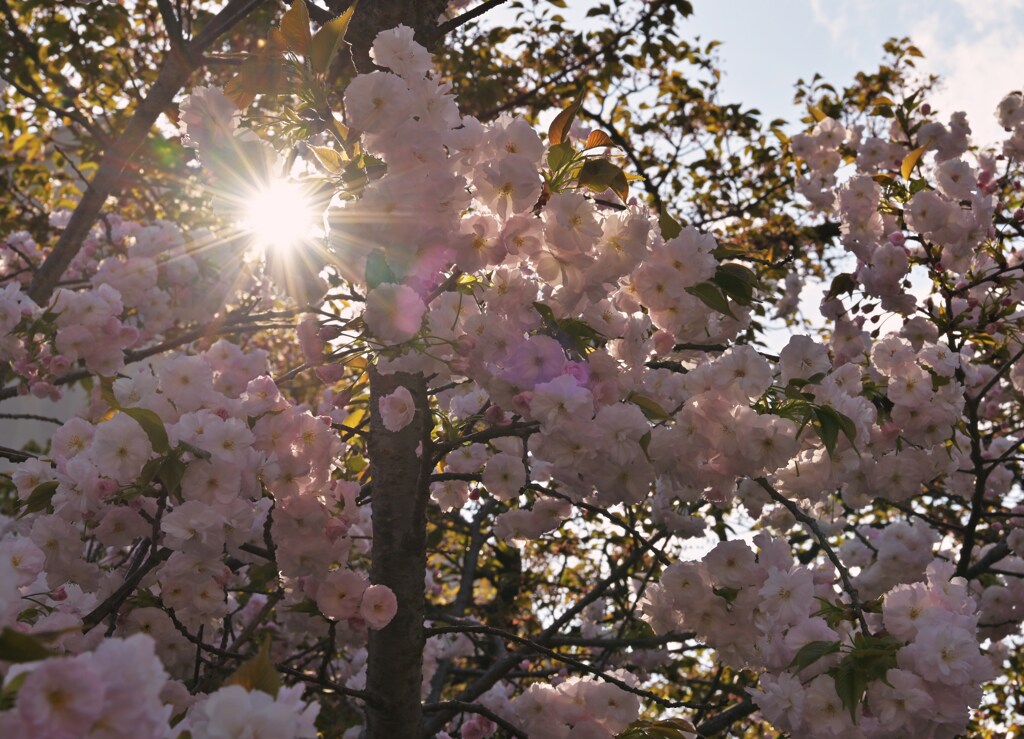 桜光