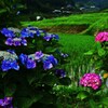紫陽花の間