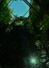 木洩れ日