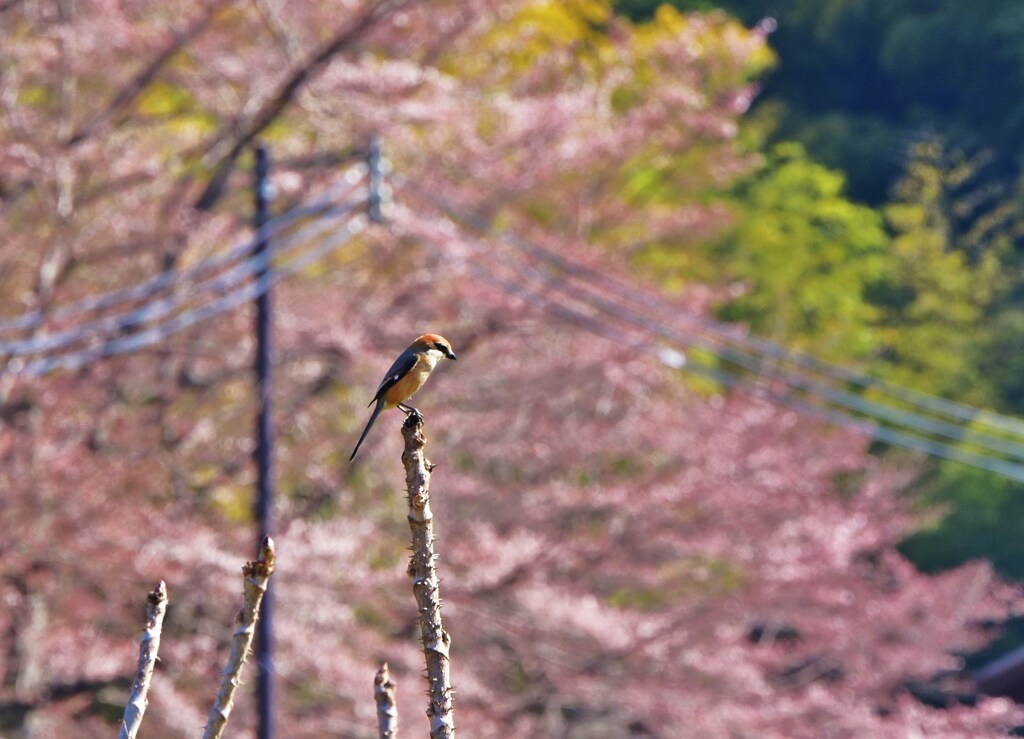 里の鳥