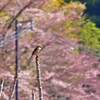 里の鳥