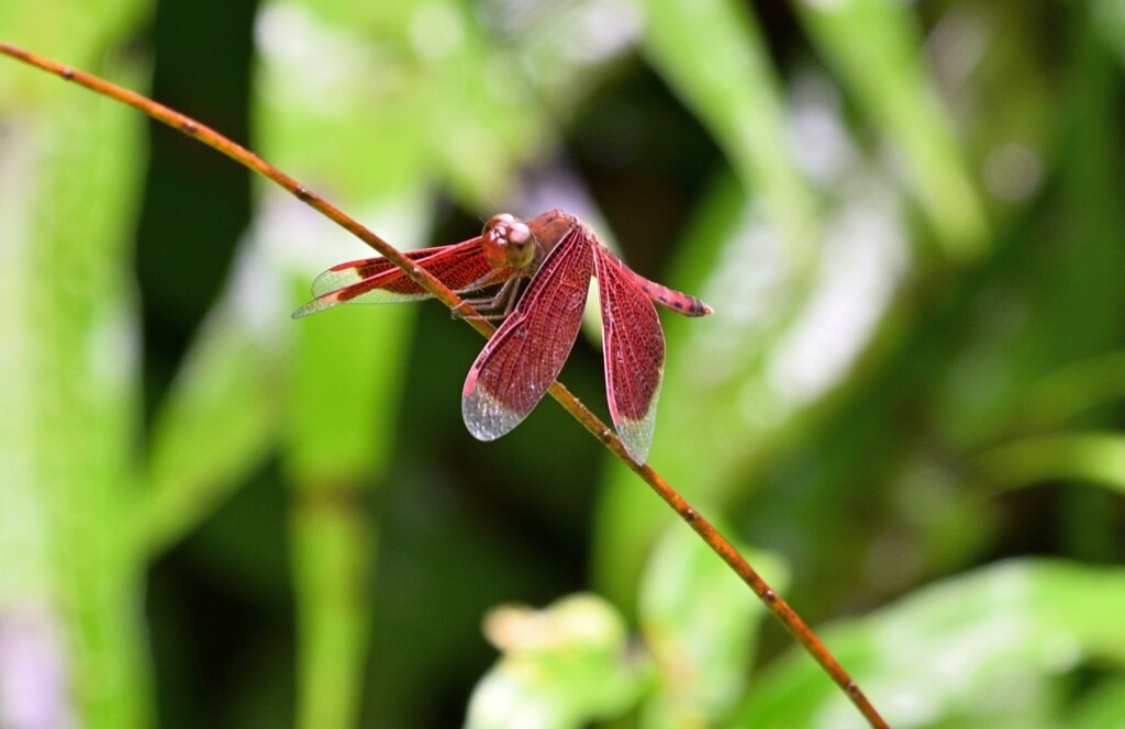 Botanic Garden 3 (26)_00001