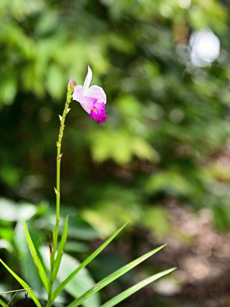 Botanic Garden 3 (12)_00001